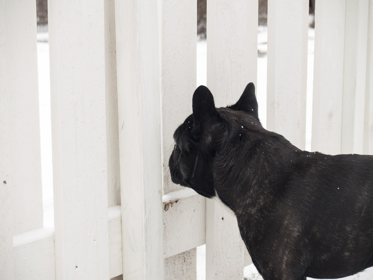 The Unique Features of the French Bulldog - Why They’re So Popular